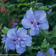 Blue Chiffon Rose of Sharon with large, double blooms in soft lavender-blue hues, each flower displaying a hint of deep red at the center. The delicate, ruffled petals create a layered, full appearance, standing out beautifully against the green foliage. The lush blooms add an elegant touch to the garden, showcasing the unique color and texture of this hibiscus variety.