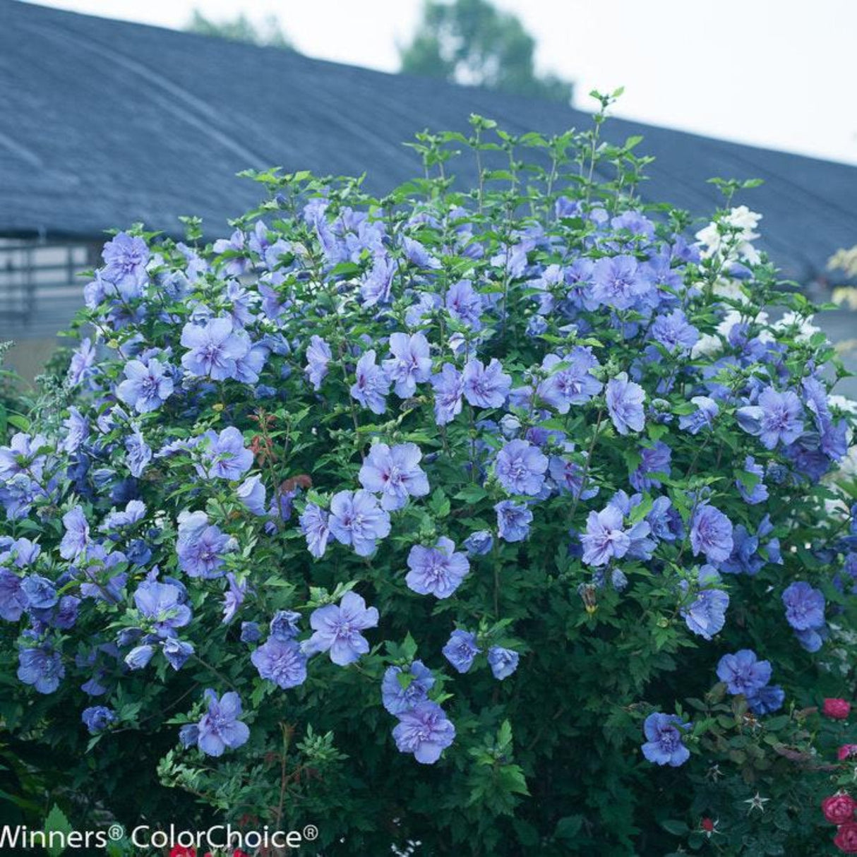 Blue Chiffon Rose of Sharon shrub in full bloom, covered with abundant lavender-blue double flowers, each with a hint of red at the center. The lush, bushy plant stands out with its vibrant color against a background of greenery and rooftops. The delicate, ruffled blooms add a soft, elegant look to the landscape, making it a stunning focal point in the garden.