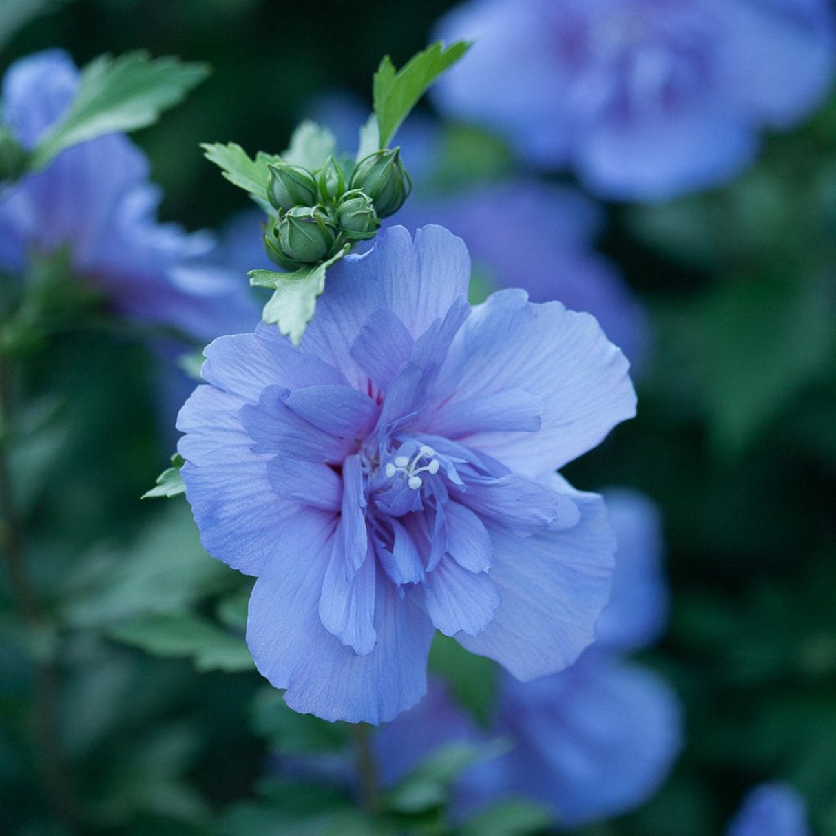 Close-up of a Blue Chiffon Rose of Sharon flower with soft, lavender-blue double petals and a subtle hint of red in the center. The ruffled petals create a delicate, layered look, while green buds and foliage frame the bloom. The rich blue color of the flower stands out against a blurred green background, adding a serene and elegant touch to the garden.