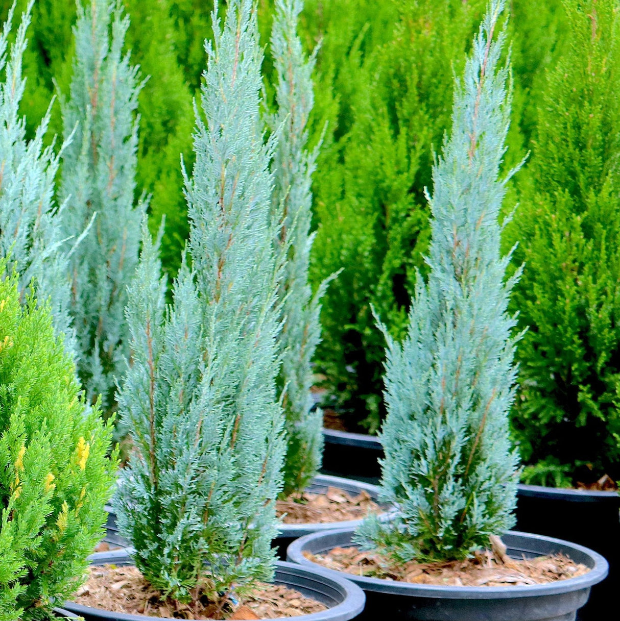 Close-up of Blue Arrow Juniper evergreen trees in pots, highlighting their slender, upright form and blue-green foliage. The trees are densely packed with needle-like leaves, creating a textured, columnar appearance that is ideal for vertical interest in landscaping. 