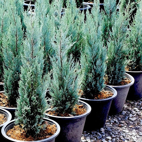 Rows of young Blue Arrow Juniper trees in black pots, showcasing their blue-green, needle-like foliage and narrow, upright growth. The compact, columnar shape and unique coloration of the foliage make these junipers stand out, ideal for vertical accents in landscaping. 