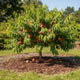 Peach tree with ripe peaches in an orchard setting