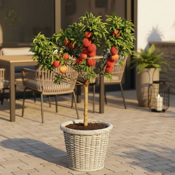 bonsai patio peach tree Bonanza Patio Peach Tree – Compact, Sweet Peaches, Easy to Grow