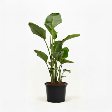 bird of paradise in pot hide