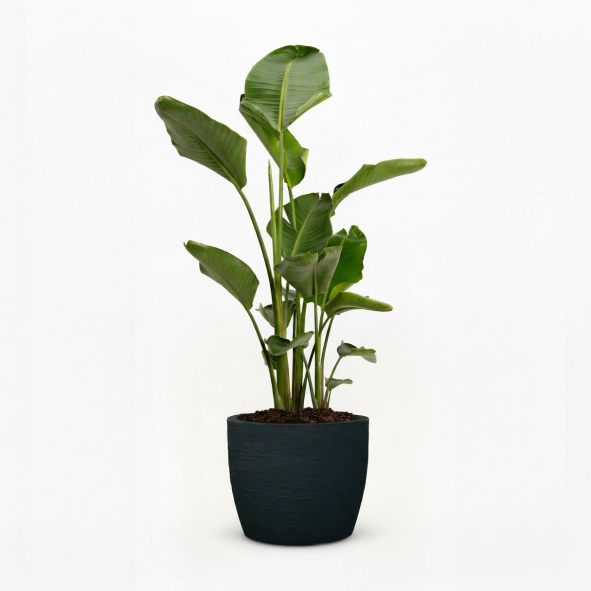 bird of paradise in decorative pot hide