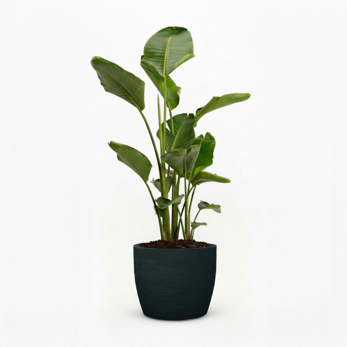 Bird of Paradise Plant hide