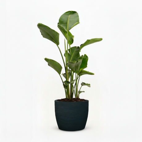 Bird of Paradise Plant hide