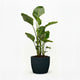 Bird of Paradise Plant hide