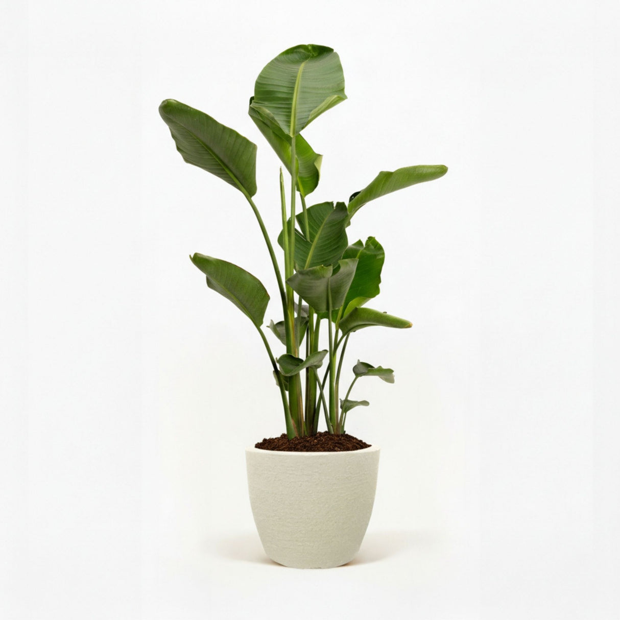 bird of paradise in decorative pot hide