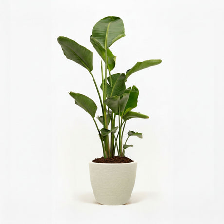 Bird of Paradise Plant hide