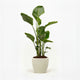 Bird of Paradise Plant hide