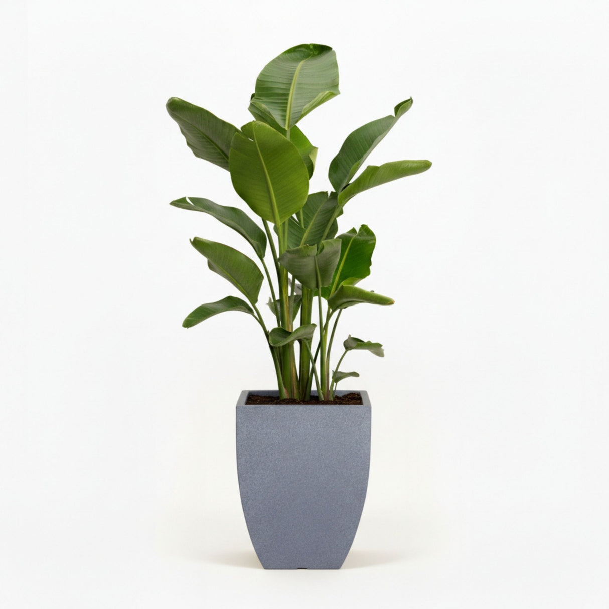 bird of paradise in decorative pot hide