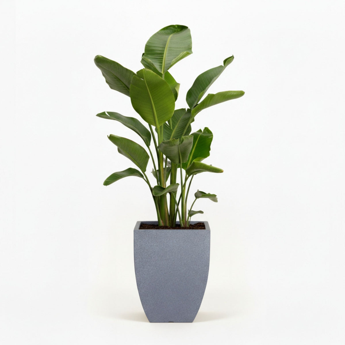 Bird of Paradise Plant hide