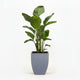 Bird of Paradise Plant hide