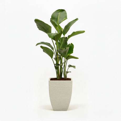 Bird of Paradise Plant hide