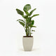 Bird of Paradise Plant hide