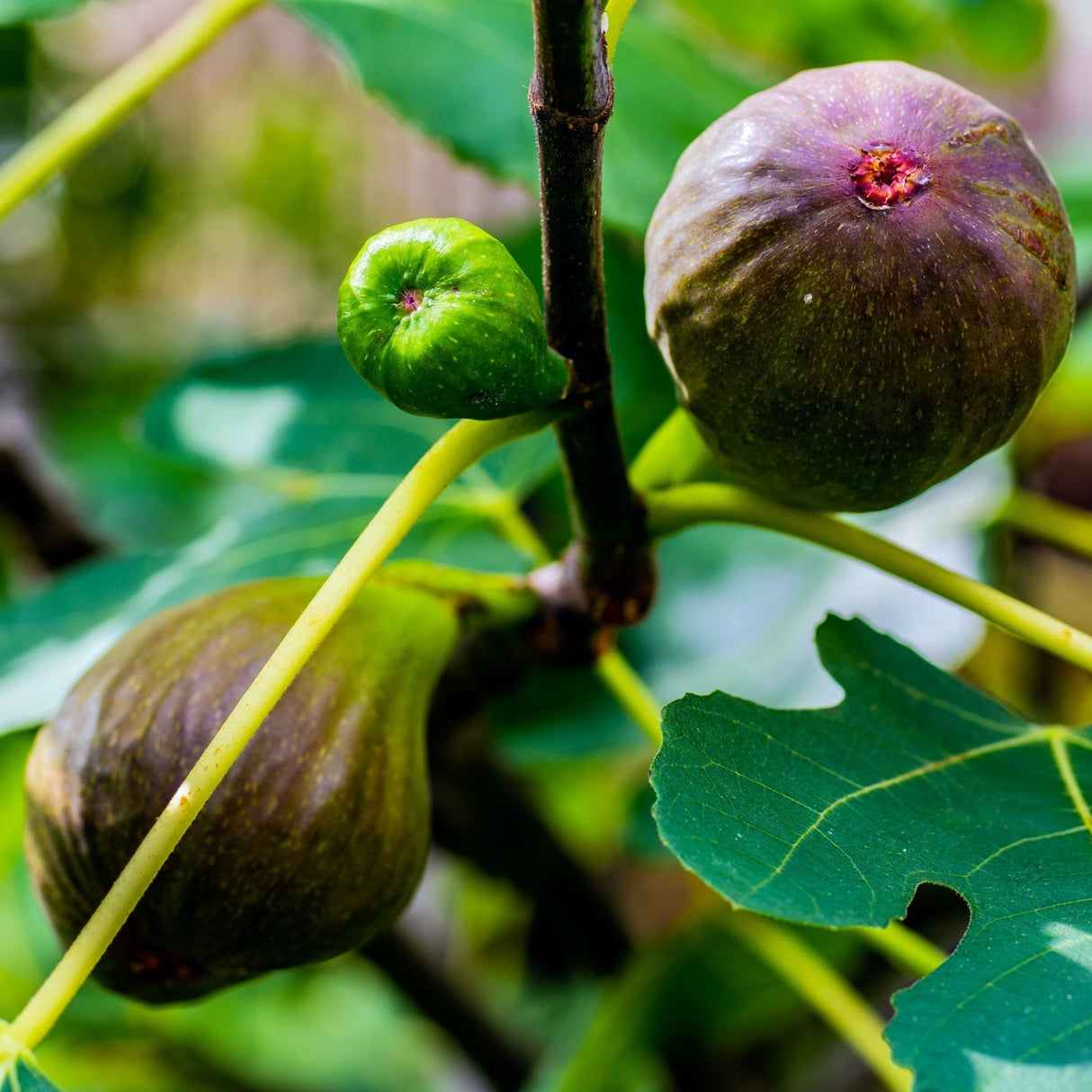 Brown Turkey Fig - NationwidePlants.com  