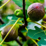 Brown Turkey Fig - NationwidePlants.com  