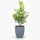 Calamondin Bush in decorative pot
