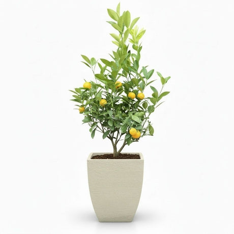 Calamondin Bush in decorative pot hide