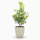 Calamondin Bush in decorative pot hide