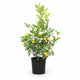 Calamondin Bush in pot hide