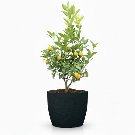 Calamondin Bush in decorative pot hide