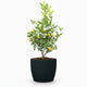 Calamondin Bush in decorative pot hide