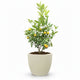 Calamondin Bush in decorative pot hide