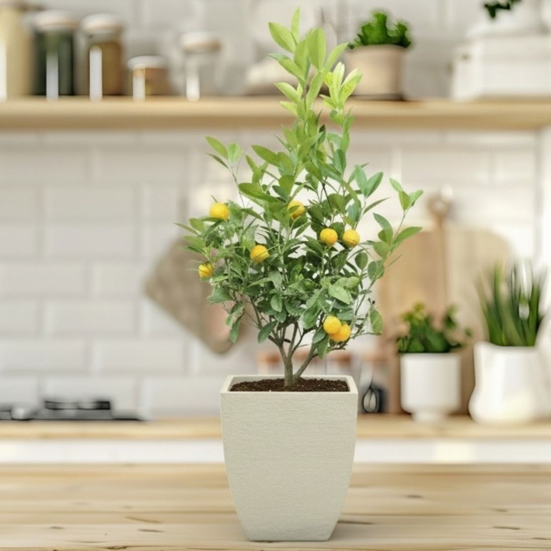 where to buy calamondin tree Calamondin Orange Bush