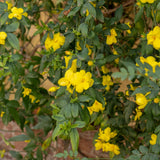 Dense foliage of Carolina jasmine with vibrant yellow, tubular flowers blooming among dark green, glossy leaves, growing along a brick wall.