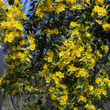 Dense clusters of vibrant yellow Carolina Jasmine flowers blooming across dark green, glossy leaves, creating a cascading effect along the vine. The trumpet-shaped flowers emit a cheerful, golden glow, standing out against a backdrop of deep greenery, with hints of a soft blue sky filtering through. 