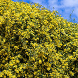 Large mass of Carolina jasmine in full bloom, covered with small yellow flowers and dense green foliage, set against a partially cloudy blue sky.