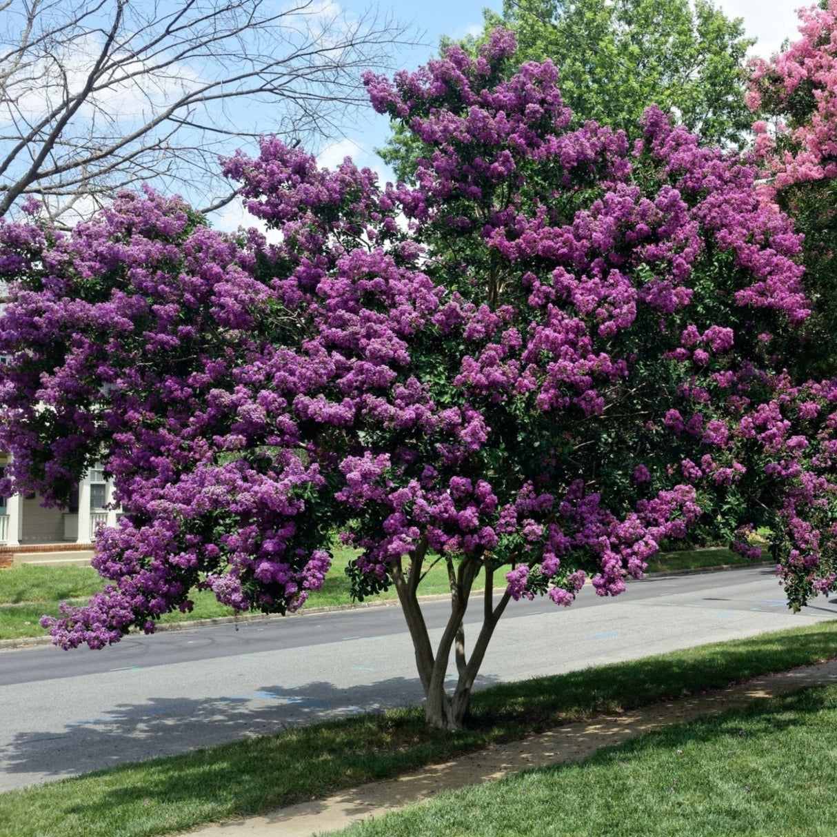 Mature Catawba crape myrtle tree with a multi-stem trunk and dense clusters of purple flowers, situated by a suburban street with grass and nearby trees in the background.