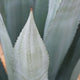 Close up of the foliage of the century plant