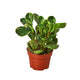 Peperomia 'Marble' Baby Rubber Plant