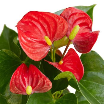 anthurium red sensation houseplant Anthurium 'Red' Houseplant