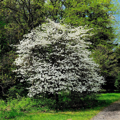 Large flowering Cherokee Princess dogwood tree with white blooms in a lush green forest setting.