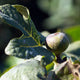 Close-up of an unripe fig on a Chicago Hardy fig tree with large, textured green leaves.