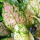 Close up of the foliage of a Chinese evergreen lady valentine houseplant. These specific leaves have soft pink hues and green speckles. 