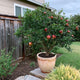 Cold Hardy Red Pomegranate growing in a planter