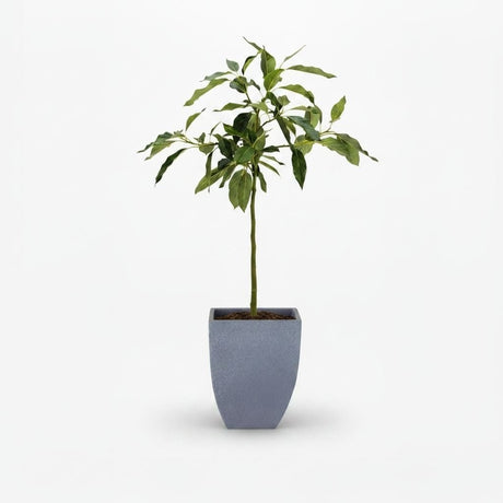 Cold Hardy Avocado Tree