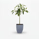 Cold Hardy Avocado Tree