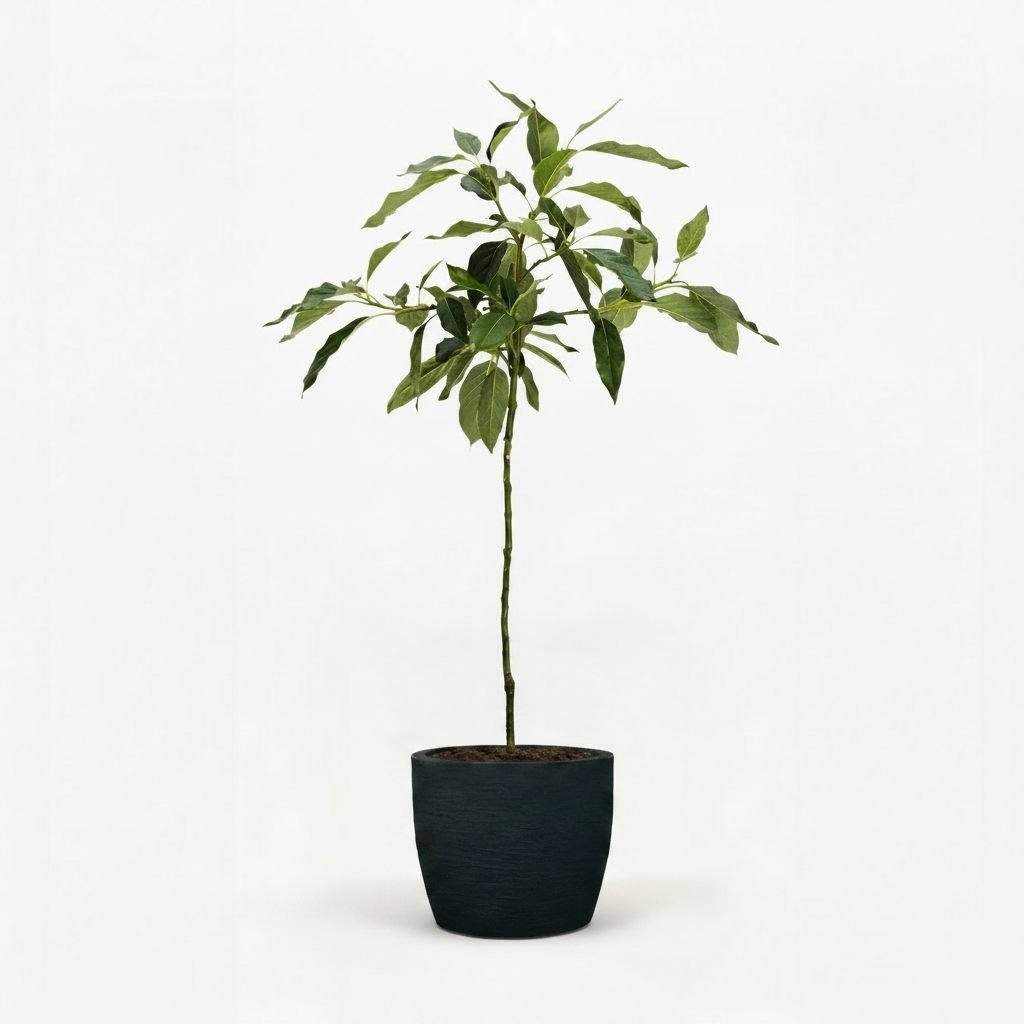 Cold Hardy Avocado Tree