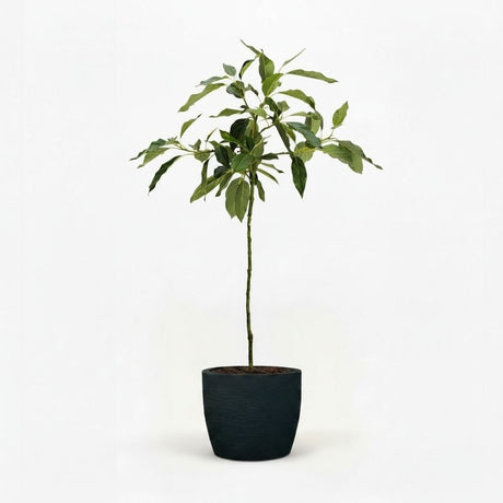Cold Hardy Avocado Tree