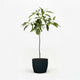 Cold Hardy Avocado Tree