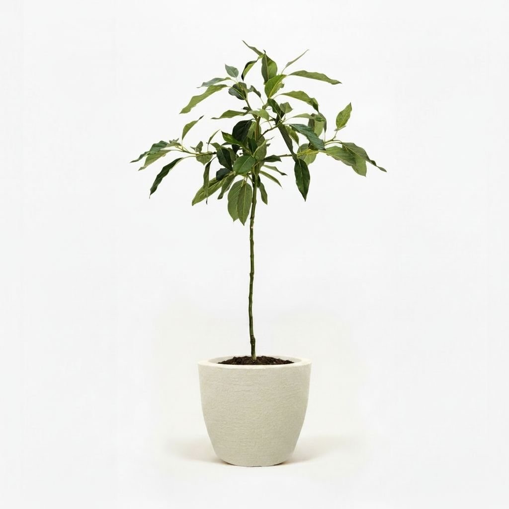 Cold Hardy Avocado Tree