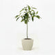 Cold Hardy Avocado Tree