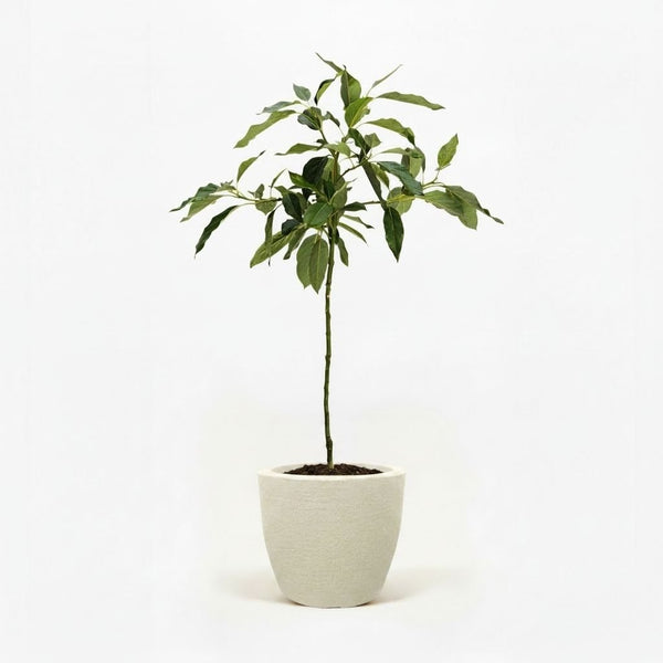 Cold Hardy Avocado Tree – Fresh Avocados, Thrives in Cool Climates