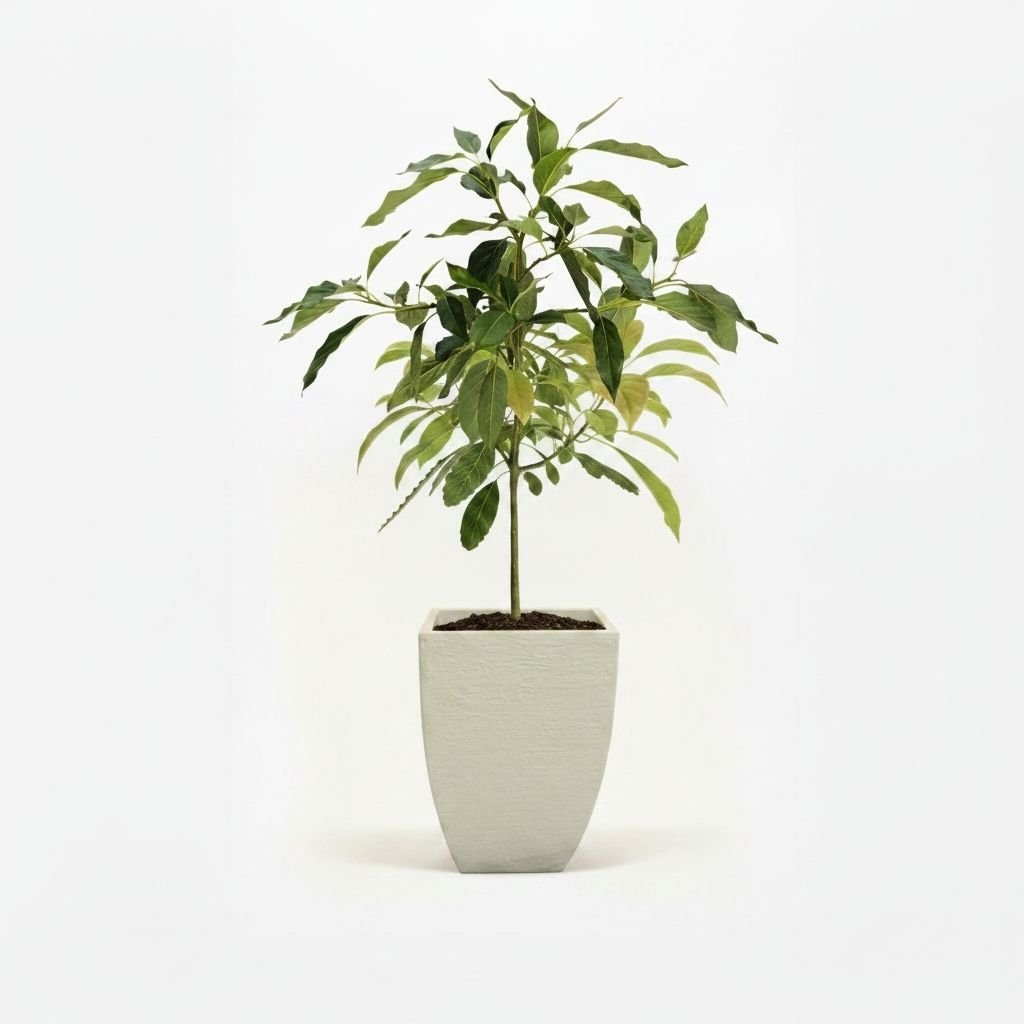 Cold Hardy Avocado Tree – Fresh Avocados, Thrives in Cool Climates